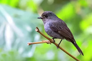 Flycatcher Gallery: Nilgiri Flycatcher (Eumyias albicaudatus)
