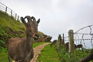 The Nilgiri Tahr The Nilgiri Tahr