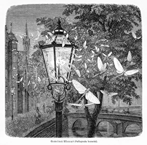 <b class=qtipBold><figcaption>Nocturnal insects engraving 1884</figcaption></b><br>Brehms Thierleben (Tierleben). Allgemeine Kunde des Thierreichs. Vierte Abtheilung - Wirbellofe Thiere. Leipzig Verlag, 1884.<br><em>© This content is subject to copyright.</em> Nocturnal insects engraving 1884
