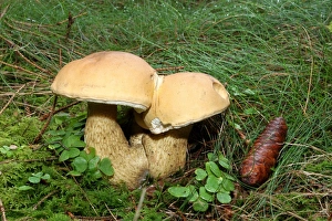 Non-edible False Bolete Mushroom -Tylopilus felleus-, Allgaeu, Bavaria, Germany, Europe Non-edible False Bolete Mushroom -Tylopilus felleus-, Allgaeu, Bavaria, Germany, Europe