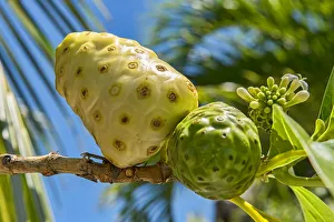 Noni, fruit of the great morinda -Morinda citrifolia L., Morinda bracteata Roxb.-, South Pacific, Bora Bora, French Polynesia Noni, fruit of the great morinda -Morinda citrifolia L., Morinda bracteata Roxb.-, South Pacific, Bora Bora, French Polynesia