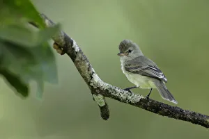 Northern Bearless Tyrannulet (Camptostoma imberbe) Northern Bearless Tyrannulet (Camptostoma imberbe)