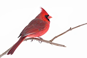 <b class=qtipBold><figcaption>Northern Cardinal</figcaption></b><br>northern cardinal, bird, branch, perch, winter<br><em>© JIm Cumming</em> Northern Cardinal