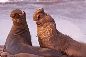 <b class=qtipBold><figcaption>Northern Elephant Seals</figcaption></b><br>Northern Elephant Seals (M. angustirostris) at sunrise early light at Piedras Blancas, San Simeon, CA 03 Feb 2012.Massive Alpha Males were most active this day, breeding, and engaging in battles in between to defend their territories and harems.There was much posturing, grunting, bellowing, chasing, crashing into each other, biting and thrashing until the dominant male was established.<br><em>© © 2012 Michael L. Baird</em> Northern Elephant Seals