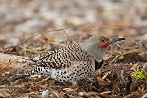 <b class=qtipBold><figcaption>Northern flicker</figcaption></b><br>Northern flicker on surface.<br><em>© Phoo Chan</em> Northern flicker