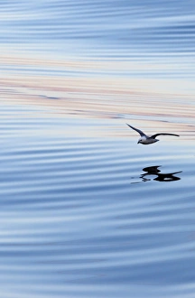 Northern Fulmar -Fulmaris glacialis- in flight, clouds and an evening sky reflected in Northern Fulmar -Fulmaris glacialis- in flight, clouds and an evening sky reflected in