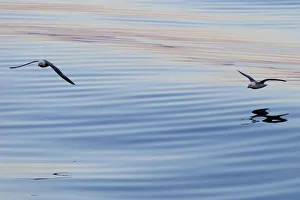 Northern Fulmars -Fulmaris glacialis- in flight, clouds Northern Fulmars -Fulmaris glacialis- in flight, clouds