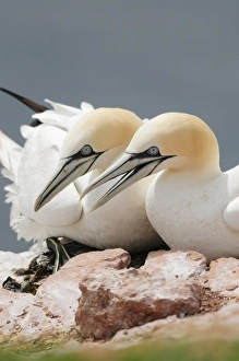 Two Northern Gannets -Morus bassanus- sitting on a rock, Heligoland, Schleswig-Holstein Two Northern Gannets -Morus bassanus- sitting on a rock, Heligoland, Schleswig-Holstein