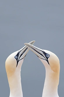 Two Northern Gannets -Morus bassanus- touching beaks to greet each other, Heligoland Two Northern Gannets -Morus bassanus- touching beaks to greet each other, Heligoland