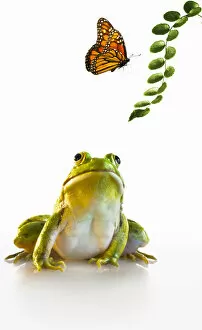 Images Dated 4th February 2014: Northern Green Frog and Monarch Butterfly Friends
