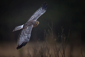 <b class=qtipBold><figcaption>Northern Harrier</figcaption></b><br>A Northern Harrier in flight pose.<br><em>© 2014 Phoo Chan</em> Northern Harrier