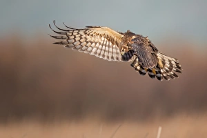 <b class=qtipBold><figcaption>Northern Harrier</figcaption></b><br><em>© Phoo Chan</em> Northern Harrier