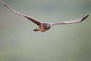 <b class=qtipBold><figcaption>Northern Harrier</figcaption></b><br>Northern Harrier fully flying in sky.<br><em>© Phoo Chan</em> Northern Harrier