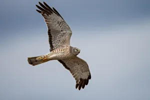 <b class=qtipBold><figcaption>Northern Harrier</figcaption></b><br>Male Northern Harrier on fighter.<br><em>© Phoo Chan</em> Northern Harrier