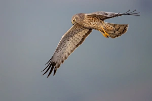<b class=qtipBold><figcaption>Northern harrier</figcaption></b><br>Male Northern harrier flight.<br><em>© Phoo Chan</em> Northern harrier