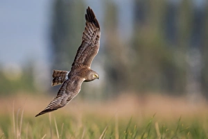 <b class=qtipBold><figcaption>Northern harrier on flight</figcaption></b><br>Northern harrier on flight.<br><em>© Phoo Chan</em> Northern harrier on flight