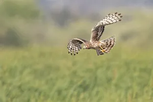 <b class=qtipBold><figcaption>Northern Harrier Flyby</figcaption></b><br>A female Northern Harrier in flight pose.<br><em>© 2015 Phoo Chan</em> Northern Harrier Flyby