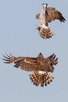 <b class=qtipBold><figcaption>Northern harrier food exchange</figcaption></b><br>Male Northern Harrier drops its catch to female during nesting season.<br><em>© Phoo Chan</em> Northern harrier food exchange