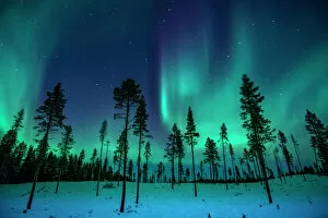 Aurora Borealis Collection: Northern Lights in the Trees