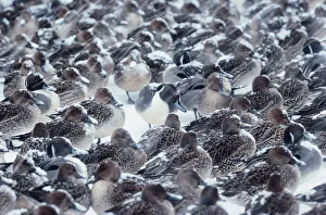 Northern pintails (Anas acuta)during snowfall Northern pintails (Anas acuta)during snowfall