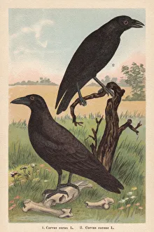 Crows And Jays Gallery: Northern Raven Collection