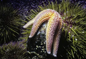 <b class=qtipBold><figcaption>Northern Sea Star opens a mussel</figcaption></b><br>Northern Sea Star (Asterias vulgaris) opens a mussel; Gloucester, MA, New England - North Atlantic Ocean.<br><em>© JEFF ROTMAN</em> Northern Sea Star opens a mussel