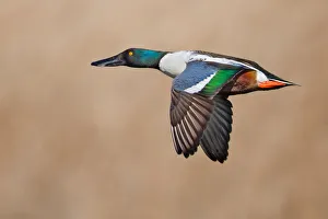 <b class=qtipBold><figcaption>Northern Shoveler</figcaption></b><br>Northern Shoveler flying.<br><em>© Phoo Chan</em> Northern Shoveler