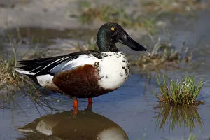 Northern shoveler -Anas clypeata-, drake standing on the shore, Lake Neusiedl, Burgenland Northern shoveler -Anas clypeata-, drake standing on the shore, Lake Neusiedl, Burgenland