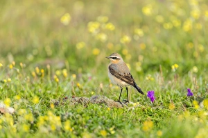 Northern Wheatear -Oenanthe oenanthe-, Extremadura, Spain Northern Wheatear -Oenanthe oenanthe-, Extremadura, Spain