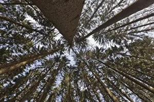 Norway Spruce -Picea abies-, wide-angle view, worms eye view, Bergisches Land region Norway Spruce -Picea abies-, wide-angle view, worms eye view, Bergisches Land region