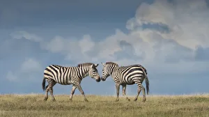 <b class=qtipBold><figcaption>nose to nose zebra</figcaption></b><br>two skylined zebra touching noses in open grasslands of the Serengeti<br><em>© Russell Burden</em> nose to nose zebra