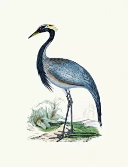 Living Organism Gallery: Numidian Crane bird