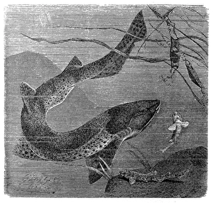The nursehound , Catshark , large-spotted dogfish, greater spotted dogfish The nursehound , Catshark , large-spotted dogfish, greater spotted dogfish