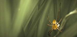 Nursery-web Spider -Pisaura mirabilis- with an egg sac, Schmellwitz, Cottbus, Brandenburg Nursery-web Spider -Pisaura mirabilis- with an egg sac, Schmellwitz, Cottbus, Brandenburg