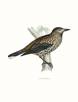 <b class=qtipBold><figcaption>Nutcracker</figcaption></b><br>A photograph of an original hand-colored engraving from The History of British Birds by Morris published in 1853-1891.<br><em>© mashuk</em> Nutcracker