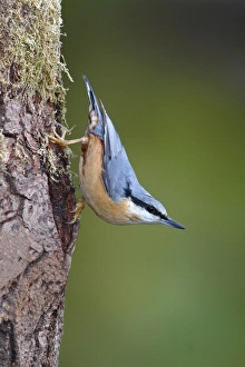 Nuthatch -Sitta europaea-, adult, running down a tree trunk, Neunkirchen, Siegerland, North Rhine-Westphalia, Germany Nuthatch -Sitta europaea-, adult, running down a tree trunk, Neunkirchen, Siegerland, North Rhine-Westphalia, Germany