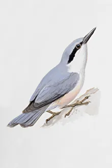 Nuthatch (Sitta europaea), looking up, side view Nuthatch (Sitta europaea), looking up, side view