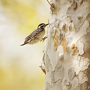 <b class=qtipBold><figcaption>Nuttall's woodpecker runs up tree</figcaption></b><br>Nuttall's woodpecker captured as he was running up side of tree.<br><em>© 2012 Susan Gary</em> Nuttall's woodpecker runs up tree