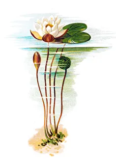 Nymphaea alba, also known as the European white water lily, white water rose or white Nymphaea alba, also known as the European white water lily, white water rose or white