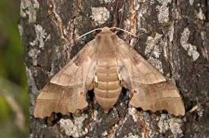 Oak Hawk-moth -Marumba quercus-, female on a tree trunk, Lake Kerkini region, Greece, Europe Oak Hawk-moth -Marumba quercus-, female on a tree trunk, Lake Kerkini region, Greece, Europe