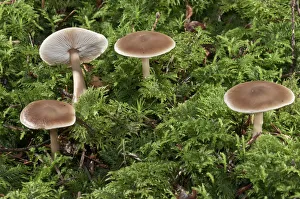 Oak-loving Collybia -Collybia dryophila-, Untergroeningen, Baden-Wuerttemberg, Germany Oak-loving Collybia -Collybia dryophila-, Untergroeningen, Baden-Wuerttemberg, Germany