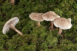 Oak-loving Collybia -Gymnopus dryophilus-, Untergroningen, Abtsgmuend, Baden-Wurttemberg Oak-loving Collybia -Gymnopus dryophilus-, Untergroningen, Abtsgmuend, Baden-Wurttemberg