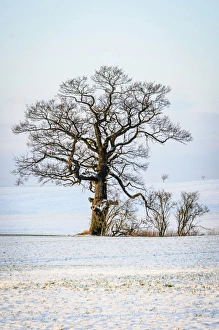 Oak -Quercus sp.- in the snow, Schleswig-Holstein, Germany Oak -Quercus sp.- in the snow, Schleswig-Holstein, Germany