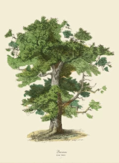 Timber Gallery: Oak Tree or Quercus, Victorian Botanical Illustration