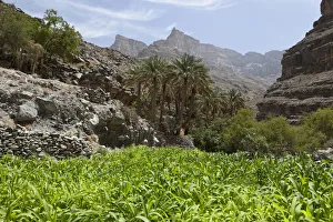 Oasis with date palms and green fields, canyon of Jebel Shams, Hadschar-Gebirge, Al Hajir Oasis with date palms and green fields, canyon of Jebel Shams, Hadschar-Gebirge, Al Hajir