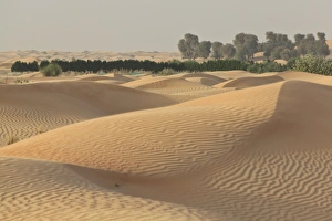 Oasis with date palms surrounded by sand dunes, Emirate of Dubai, United Arab Emirates Oasis with date palms surrounded by sand dunes, Emirate of Dubai, United Arab Emirates