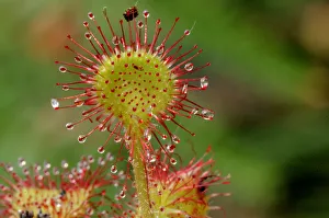 Oblong-leaved sundew or spoonleaf sundew (Drosera intermedia) in its natural bog habitat Oblong-leaved sundew or spoonleaf sundew (Drosera intermedia) in its natural bog habitat