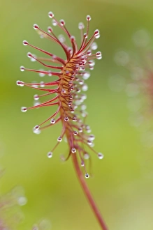 Oblong-leaved sundew or spoonleaf sundew (Drosera intermedia) Oblong-leaved sundew or spoonleaf sundew (Drosera intermedia)