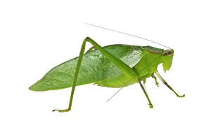 Oblong-Winged Katydid -Amblycorypha oblongifolia-, green morph, male, Tambopata Nature Reserve, Madre de Dios Region Oblong-Winged Katydid -Amblycorypha oblongifolia-, green morph, male, Tambopata Nature Reserve, Madre de Dios Region