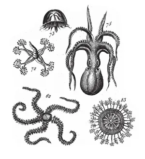 Octopus, Starfish, Representatives of the Phyla Mollusca, Echindermata, Ctenophora Octopus, Starfish, Representatives of the Phyla Mollusca, Echindermata, Ctenophora